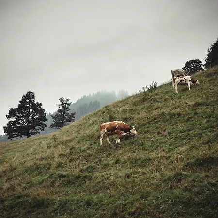 Hotel Gasthof Adler-2