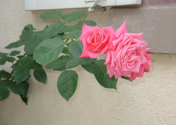 Familienhotel: Hotel garni Kaiserstuhl