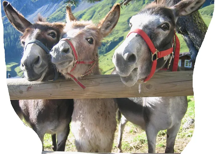 Ping Pong Hotel: Hotel Gspan