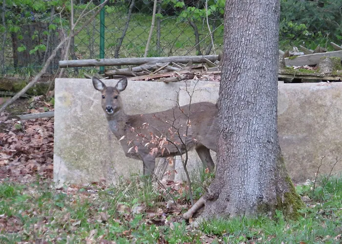 Panorama Hotel Pension Frohnau