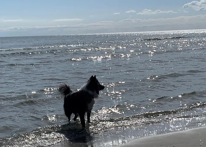 Hotel mit Hund Villa Waldblick
